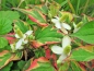 Preview: Eidechsenschwanz Chameleon